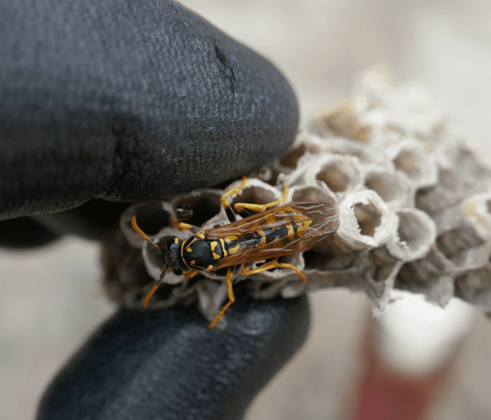 Entreprise destruction nid de guêpes Essonne